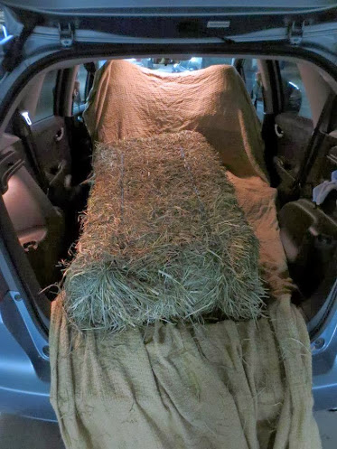 orchard grass bale in Honda Fit