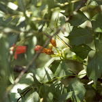 Campsis radicans