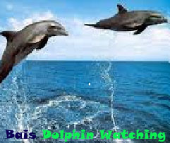 bais dolphin