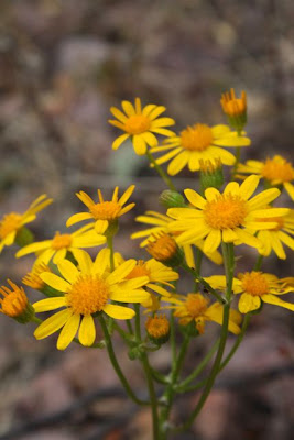 golden southern Arizona wildflowers