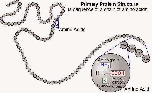Composición de las proteínas
