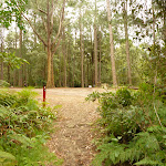 Track near pines camping area in the Watagans (320633)