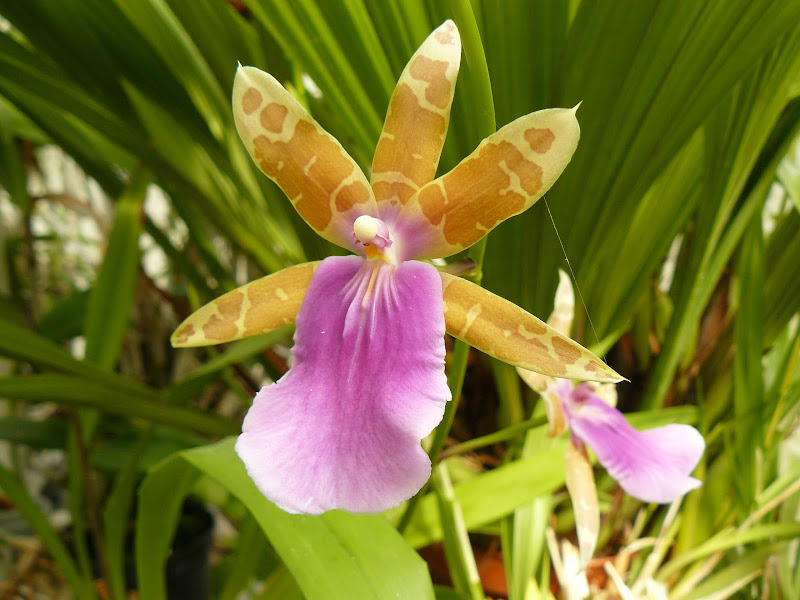 Miltonia Castanea (clowesii x regnellii) P1030702