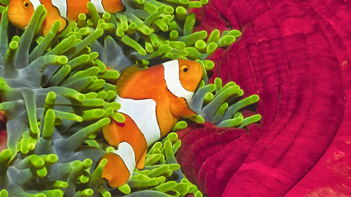 Pair of Clownfish, Solomon Islands.jpg