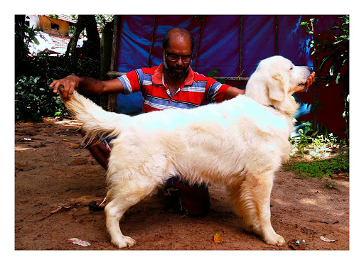 Professional Dog Training Centre, Mekkodathu House Thuravoor, Salem - Kochi - Kanyakumari Highway, Thuravoor Thekku, Kerala 688533, India, Dog_Trainer, state KL
