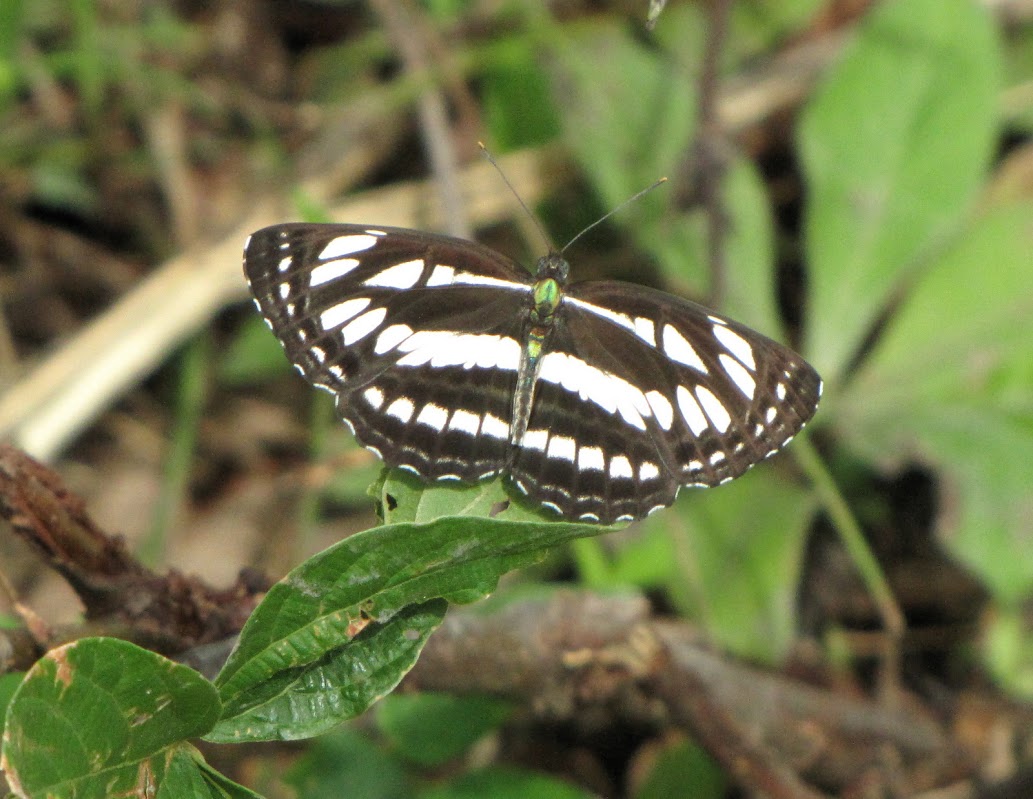 Papillons de l'ile de Sumatra IMG_2583