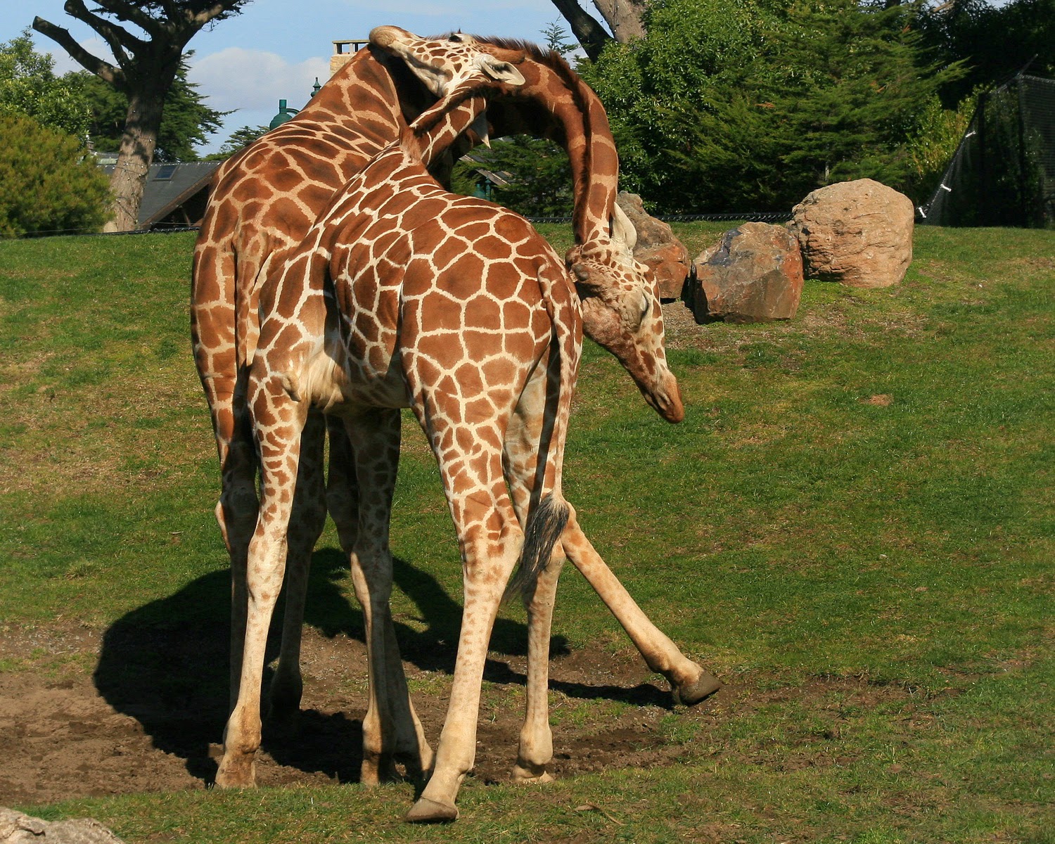 член у жирафа длина фото 39
