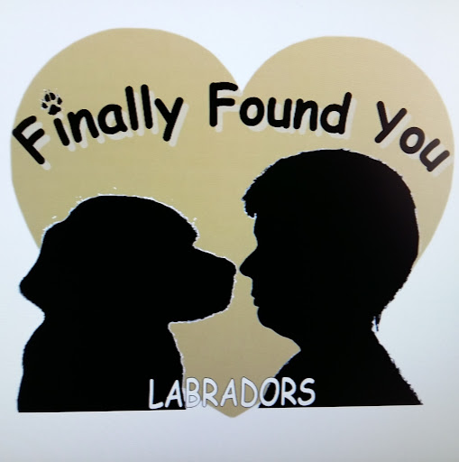 Finally Found You Labradors