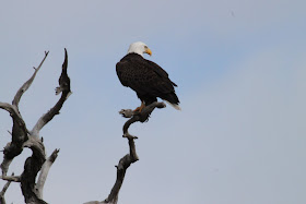 Wildlife Photos of African Eagle