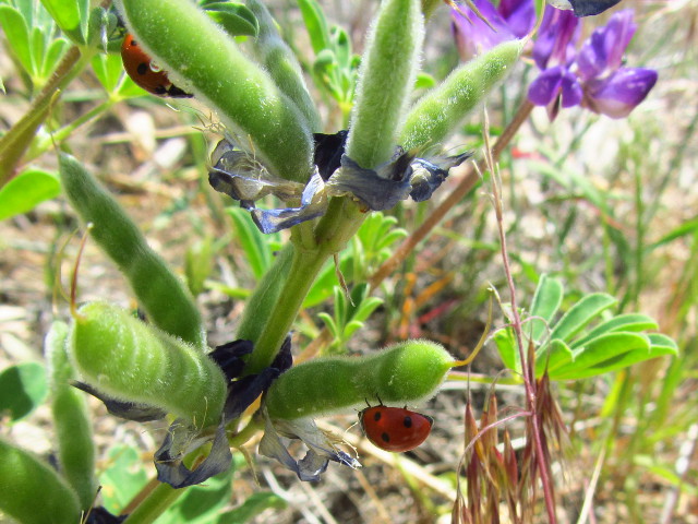 ladybugs on the wild pea
