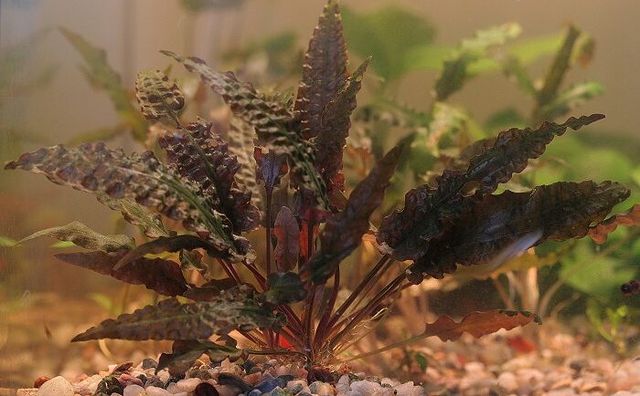 Криптокорина Вендта (Cryptocoryne wendtii)