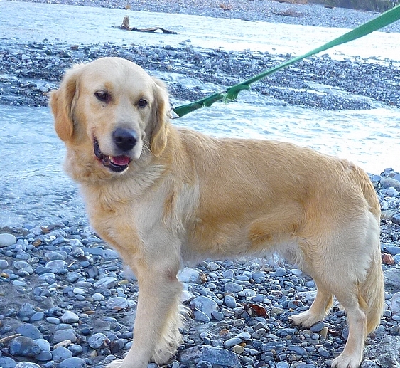 DIANA - golden retriever 4 ans - Refuge de Digne '04) DIANA%252007%2520dec