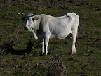 Abruzzo, near Rivisondoli