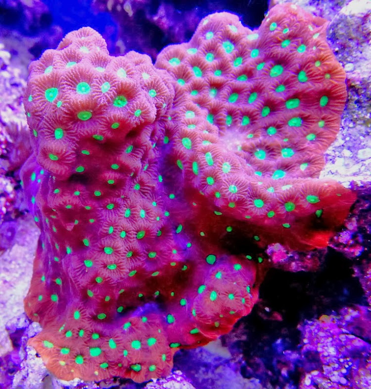 n_coral_10.jpg