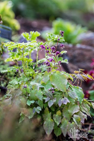 Epimedium grandiflorum 'Lilafee' Epimedium-lilafee-140525-59rm