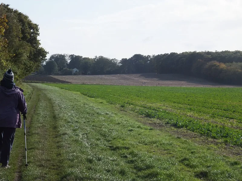 Looking toward the woodland on Mardley Heath