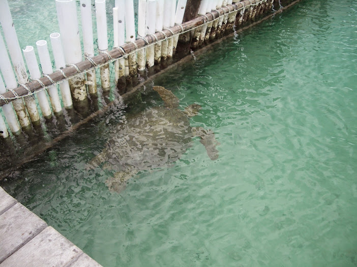 PENINSULA YUCATAN & MI REENCUENTRO CON EL PUEBLO MAYA - Blogs de Mexico - ISLA MUJERES(BAÑO CON TIBURON GATAS) FAUNA MARINA Y CANCUN (21)