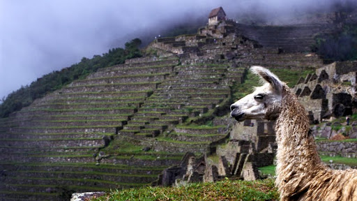 Llama, The Inca Trail, Machu Picchu, Peru.jpg