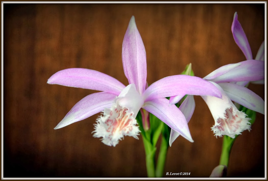 Pleione formosana 'Vivaldi' IMG_8393