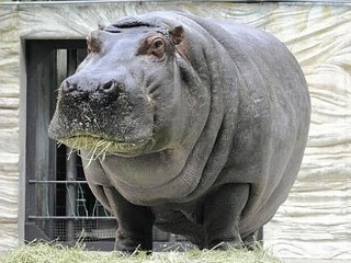 Hippo Japanese Earthquake Victim