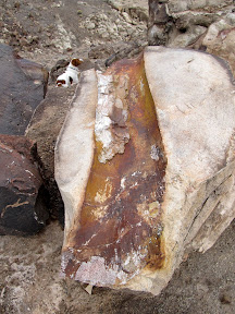 Dinosaur bone fossils at Fossil Point