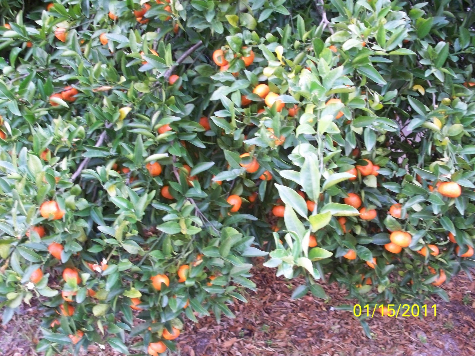 Florida Outdoor Backyard Hydroponic Greenhouse