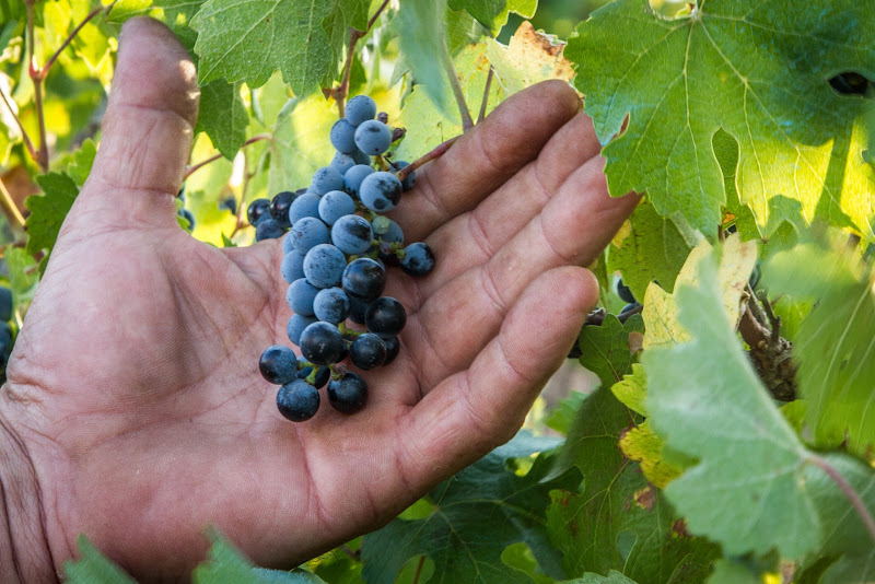 Immagine principale di Vinos Cambronero, S.L.