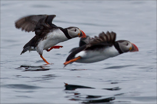 Птичье сафари