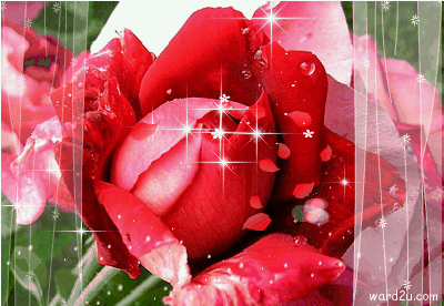 11-www.ward2u.com-Animations.gif