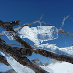 Ice on a dead branch (300826)