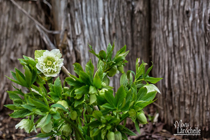 Helleborus Swirling Skirt Helleborus-swirling-skirt-140509-185rm