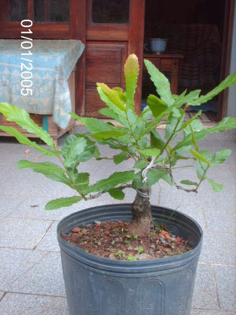 Carvalho Japonês-Quercus Acutíssima-Kunugui... PICT2641