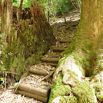 Timber steps south of Kangaroo Point Road (364406)
