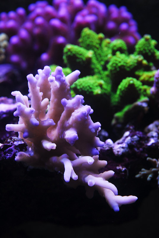 coral20110527-43.jpg