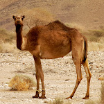 Oman - pierwszy wielbłąd