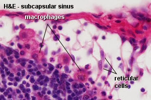 網狀細胞(reticular cell)