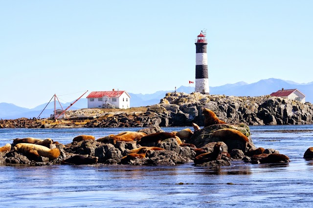 SpringTide Whale Watching & Eco Tours