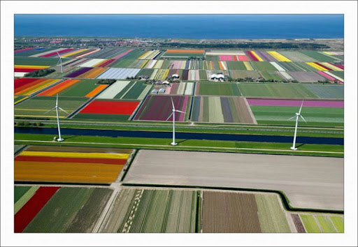 Tulip-Fields-in-the-Netherlands-9