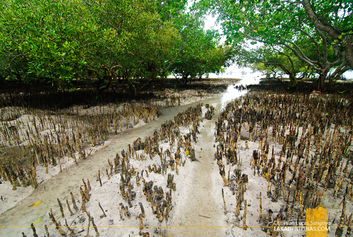 The Mangrove at the back of Mactan's Lapu-Lapu Shrine