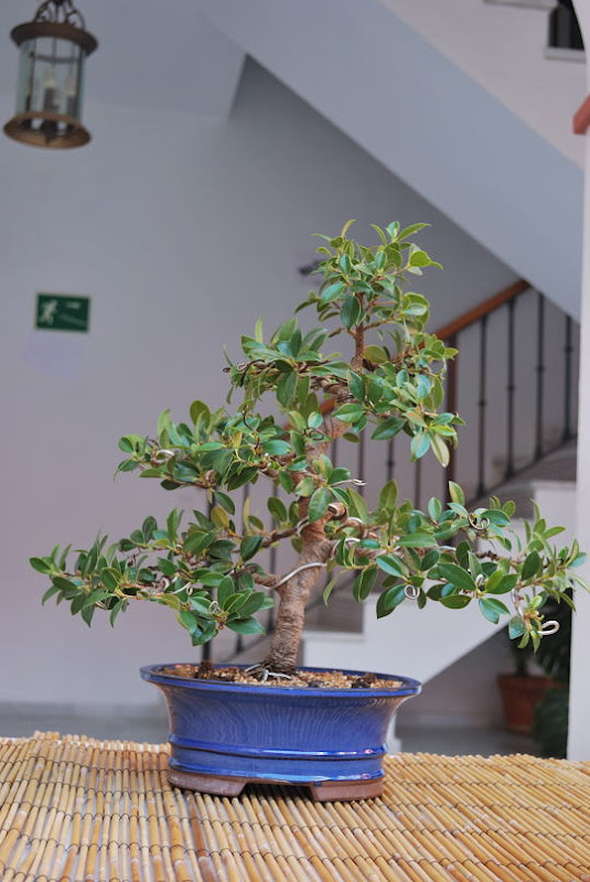 XI Exposición Invernal de bonsai de la A.S.B. Chokkan 036%25252002%252520Ficus%252520retusa%252520de%252520Jos%2525C3%2525A9%252520Antonio%252520P%2525C3%2525A9rez%252520Rubiales%252520-%25252047