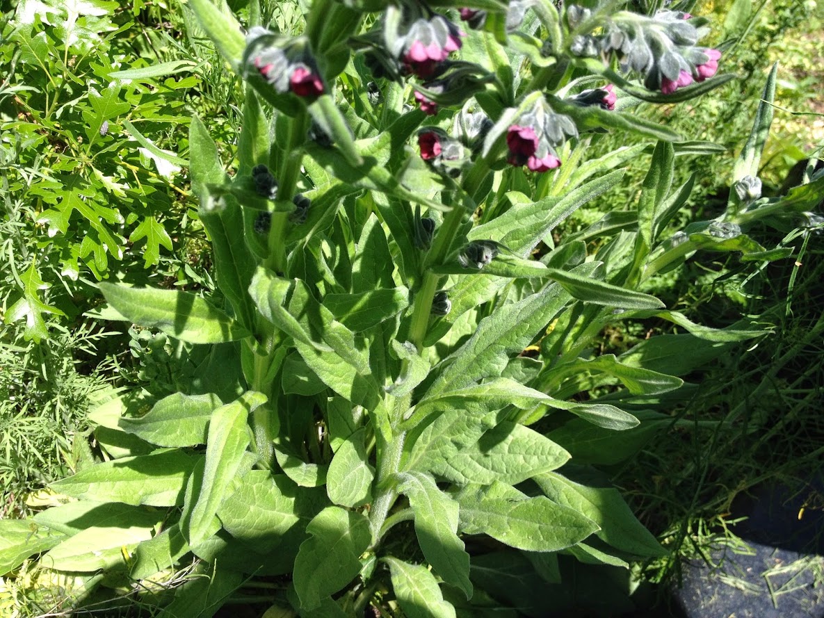 Comfrey types and facts