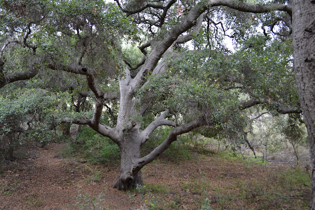 a nice big oak tree along the way