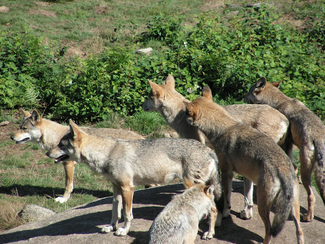 Les Loups de Chabrière PICT0515