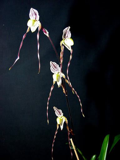 Paphiopedilum philippinense - Paphiopedilum roebelinii - Paphiopedilum laevitaum - Paphiopedilum palaw(an)ense DSCN0103