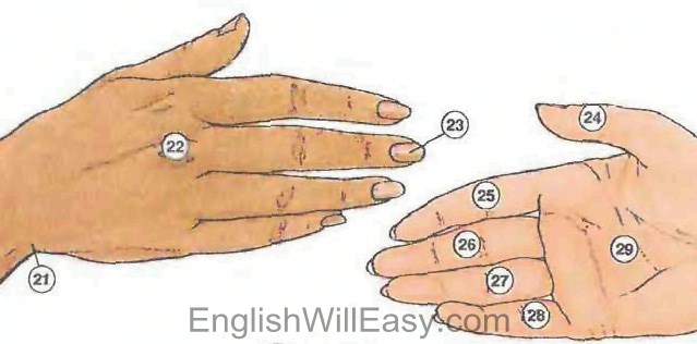 human body3 Human body: Body, Head, Eye, Hand, Foot; Internal Organs people english through pictures