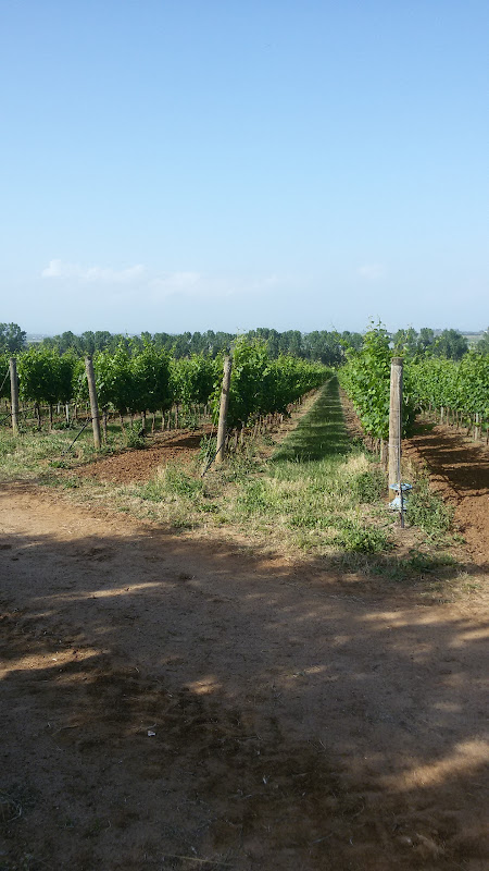 Imagen principal de Azienda Vinicola Casale del Giglio