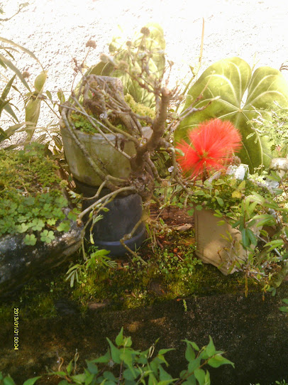 Caliandra Vermelha em Cascata... - Página 3 IMAG0238