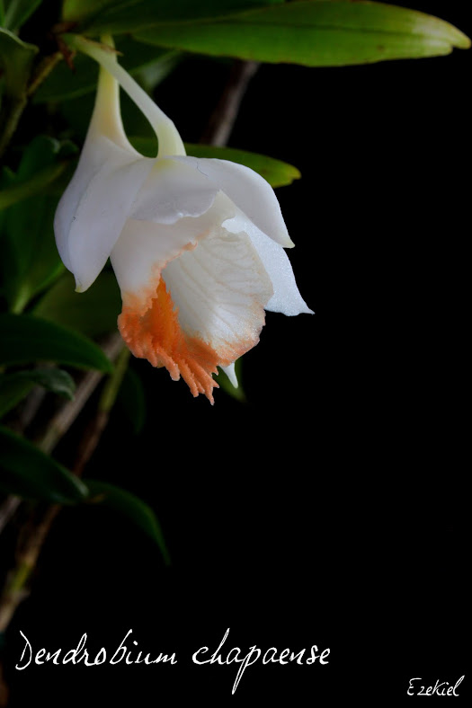 Dendrobium chapaense IMG_5421