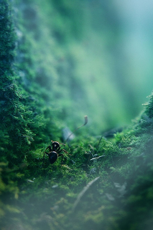 The Ant Thriller, de Oleg Zhukov