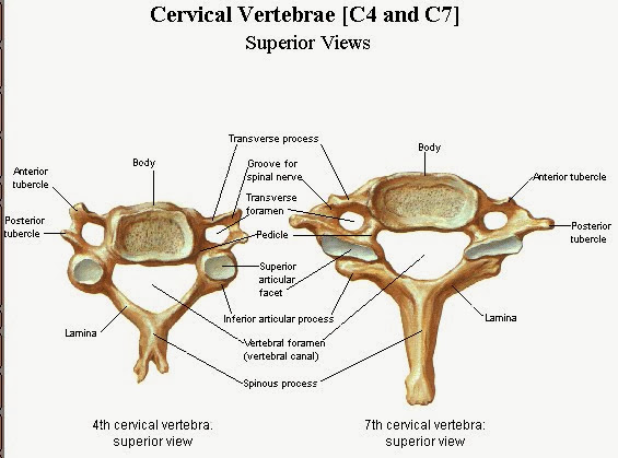 leziunea discului intervertebral cervical articulații tratate cu cremă